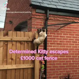 #CuteCatsOfTikTok #clevercat #snowshoecat #siamesecat #SillyCatVideos #catio #catfence #catoftheday #escapingcat #catfence #easyfencingwire 