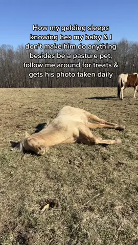 Its hard being one of my horses #minifarm #horsesoftiktok #dailylife #lig #horsesontiktok #palominogelding #quarterhorse #quarterhorsesoftiktok #horsetok #barntok #funnyfarm #PetsOfTikTok #sleepytime #farmtok #horseproblems #funnyvideos 