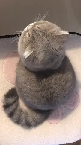 A round head 😜#fyp #cat #cutepet 
