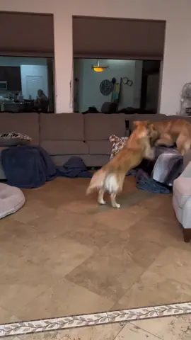 Late night Zoomies with Finn 🫠 #goldenretriever #goldenbros #blue #tub #finn 
