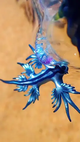 Meet the Blue Sea Dragon aka 'Glaucus Atlanticus' #dragon #ocean #fyp #seadragon #natureisbeautiful 