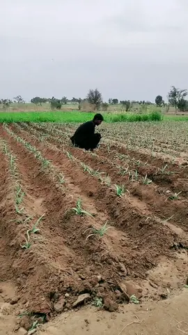#tigerthebully #talagang #kotsarang #chakwal #viral #video #unfrezzmyaccount #JahanFansWahanStadium 