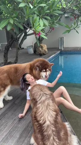 Begini rasanya dikerjain duo raksasa🐺❤️🥰😂 foll ig @lexygrayson #lexygrayson ##malamute #giants #bigdog #dogs #dogsoftiktok #tiktokviral #viraldog #doglover #mydog #fyp #lucu #viraltiktok 