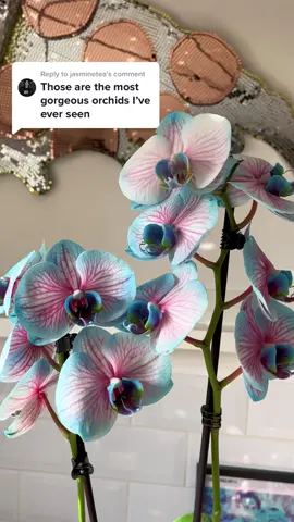 Replying to @jasminetea these orchids got quite a lot of love this past weekend so here they are close up! They’re from @Tesco £12 including a ceramic pot🌸🌸🌸 #towngirlcountrygirl #londoninteriors #tescohome #pinkandblueorchid #orchid #interiors #prettyinteriors #flowerdecorations #prettyflowers #indoorplantdecors #blueflowers #flowerdecoration #orchidflowers 