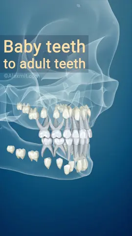 Baby teeth to adult teeth, 3D Animation #dental #teeth #tooth #babytooth #dentist #dentistry #pediatria #baby #children  #anatomy #dentalstudent