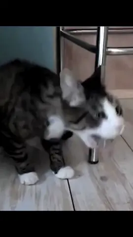 Cats puking to techno. Music: Restless Desire - Ariel Palmer #cats #puking #techno #fyp #funny #cat 