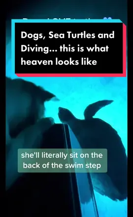 I want to go there 🐢🐕🤿 @purelyblucharters #liveaboard #bahamas #seaturtle #dogsoftiktok #exumas #divingwithkenny #scubadivingwithkenny 