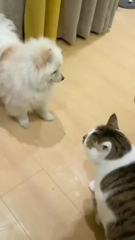 The cat is bullying the puppy again #animals #cats #dog 