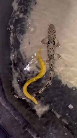 Super cool to see what these guys do at night! #saltwaterfish #saltwaterpond #sharks #sharkpond #aquarium #aquariumfish 
