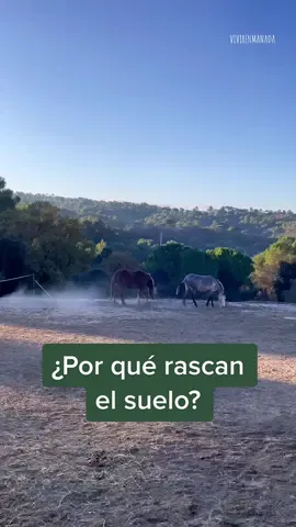 Curiosidades sobre caballos🐴✨ ¿lo sabías? Ig: centrehipic_talamanca 💛 #vivirenmanada #caballos #horses #caballoslibres #caballosenlibertad #bienestaranimal 