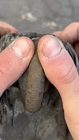 Here’s an ammonite rock that we found in a shale slab and opened up on the beach🏝🌊 Inside, a stunning Dactylioceras ammonite from the Jurassic 😍🦑 This ammonite is around 185 Million Years Old 💀  If you’d like an ammonite rock to crack open, please message us directly on yorkshire fossils or visit our website yorkshirefossils.NET 🦕 For more videos, check out our YouTube channel Yorkshire Fossils 🏝 Thanks for supporting our page! 🐊 #natural #nature #fossil #fossils #ancient #animals #art #ammonite #ammonites #dinosaur #scientist  #minerals #paleontology #whitby #geologist #dorset #geology #charmouth #jurassic #yorkshire #beach #coast #sea #water #squid #fyp 