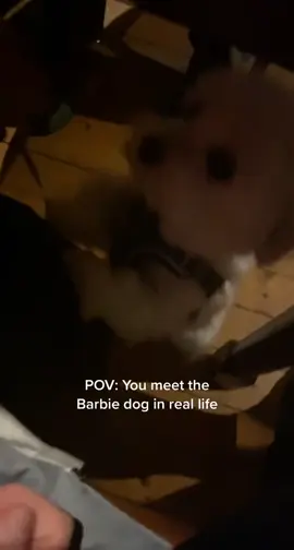 🐶🕺🏽 #barbie #barbiedogs #diamondcastle #dancingdogs #dance #dog #cute #fy #fyp #foryou #foryoupage #fürdich 