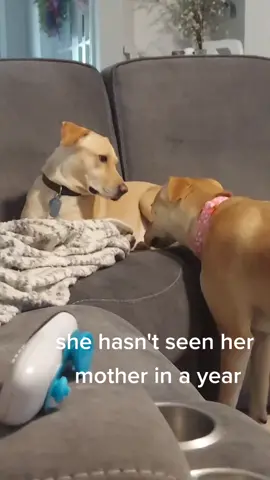 She finally was able to ride in the car to go see her mom. Such a sweet reunion #doglove #labrador #dogreunion 