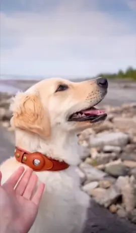 GPS AirTag Collar 🐶 Track Your Dogs Location, Never worry about loosing them again 😃 This Could Save Your K9 Life  K9Kingz.co #airtagdog #airtagcollar #gpscollar #dogtracker #dogfinder #gpsdogcollar   #dogtracker #gpsdogcollar #gpsdog #airtagcollar #airtagpets #dogairtag #gpscollar 