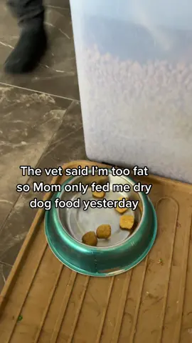 Listen to the end of this one 😂 #storytime #dogsoftiktok #goldensoftiktok #golden #dogtok #funnydog #fyp #voiceover #funnydogvideos #PetsOfTikTok 