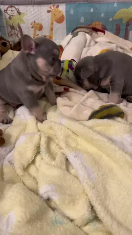 😍 #frenchie #frenchbulldog #cuties 