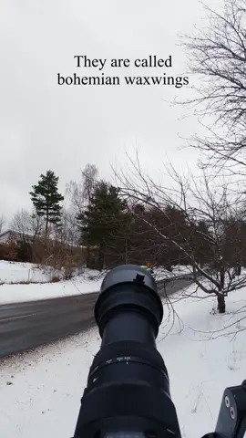 Last waxwing reel for a while Some of you saw in my story that I was filming the waxwings near a road. In this reel you can see exactly what it looked like when I was filming them.  Personally I find it fascinating when pictures and videos of wildlife turn out to be taken in urban environments. Without this behind-the-scenes footage this looks like it was taken far away from people.  If you watch all the way to the end you will see one waxwing jump on another one’s back😂 . #wildlife #fåglar #birds #waxwing #nikon #nikoneurope #natgeowild #wildlifephotography #sweden #birding 