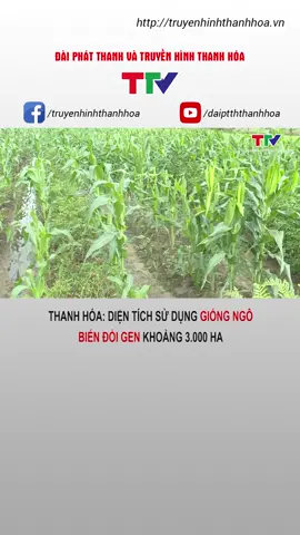 Hiện nay, diện tích sử dụng giống ngô biến đổi gen ở tỉnh Thanh Hóa đạt khoảng 3.000 ha với các giống: DK 6818S, NK 43008T, DK 9955S, DK 6919S....
