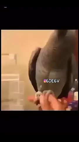 نزلت هوشات وطعن🔪 وحوادث 🔞🥵🔪 بحسابي الانستا ضيفني انستا وتعال خاص اكتب حصريات ؟ وتجيك اذا ماضفتني مابتجيك انستا :  6DE6V  او بالبايو 👆🏻 🔞🔪 #كالفن #حصريات_كالفن 