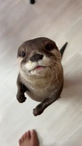 They're waiting for sweetfish 鮎待ち #otterbaby #otterAty #cuteotter 