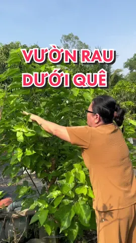 Cùng Mỹ đi hái rau nha #kenhcuamy 