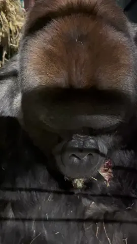 When you’re that big you fill the whole frame! #gorilla #animals #animalsoftiktok #animalvideos #asmr #mukbang #dinner #eating #animalvideos #animalsounds #wildlife #zookeeper 