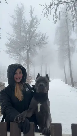 Bodyguard and part-time model 😂 #canecorso #canecorsoitaliano #canecorsoblue #bigdog #bigdogsoftiktok #zen #zenthecorso #guarddogs #snow #model 