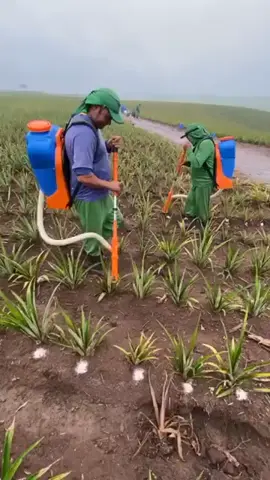 Aplicación de abonó en la  plantación de piña 🍍🍍  #inversioneselvillorro #agriculture #farming #agricultura #campo #fruits #fruit #piña  #siembra 