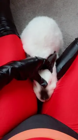 My baby wanted cuddles 🥰 can never say no 