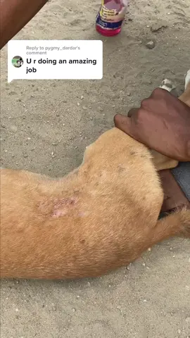 Replying to @pygmy_dardar 