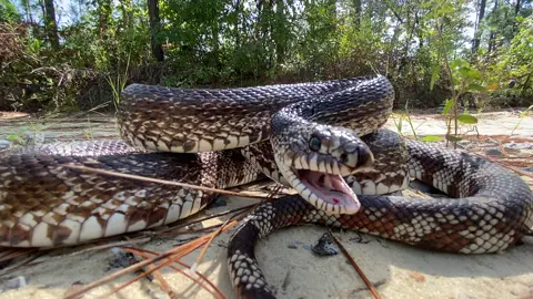 A huge Florida pine snake hissing!  #floridapinesnake #pinesnake #snake #pine #snakes #snakesoftiktok #hissing #defensive #snakebite #snakesoftiktok #bite #herp #herping #herpingflorida #herpingtiktok #herpingtheglobe #nature #bigsnake #animal #wildlife #wild #florida #floridawildlife 