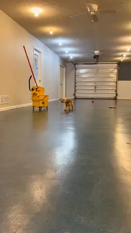 Great job Wayne County Dog Shelter and congratulations to Jace! #fyp #foryou #dogvideo #shelterdog #rescuedog #adoption #woosterohio #ohio 