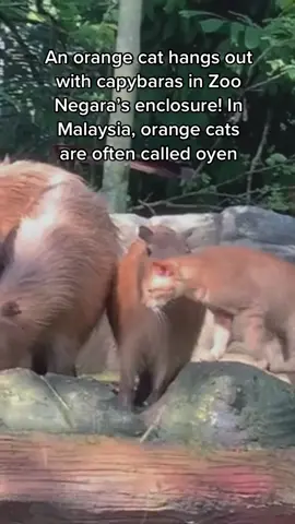 Reupload just for this cute sound (I miss too many sound trends bc I’m deaf and watch with no volume usually) —>  MORE INFO: Malaysia's National Zoo is called Zoo Negara. Capybaras are a popular attraction since this orange cat frequently lives in their enclosure (and also because capybaras are adorable and popular themselves). Visitors upload videos of the orange cat, calling it “oyen