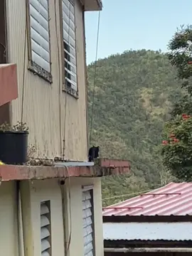 #007 #cat #pets #catsoftiktok #pr #cute #funny #crazy #fun #risa #gracioso #blackandwhite #balance #parkour 