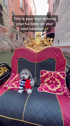 Because they deserve to see the world too 🫶 #adorableanimals #cutedogs #heartwarmingdog #dogfriendlytravel #dogfriendlyholidays 
