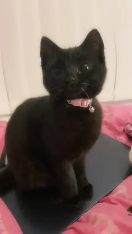6 months old already😭 #cat #cats #catsoftiktok #kitten #viral #catlover #cattok #kitty #fyppppppppppppppppppppppp #fyp #fypシ 