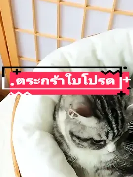 จัดที่นอนให้น้อง #ตระกร้าแมว #ที่นอนแมว  #ของใช้แมว #อุปกรณ์เลี้ยงแมว 