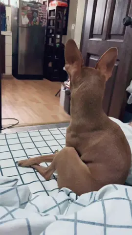 Charizard mission failed 😂 #dobby #dog #dogsoftiktok #miniaturepinscher #minipinscher #fyp #fypシ #foryoupage #dogpage #doglove #funnydog #cutie 