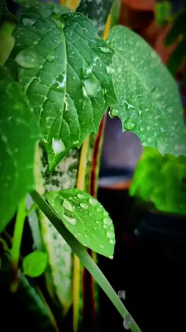 Shhh!!🤫 Listen to Rhythm of the falling rain.  #fypシ゚viral #fypage #foryoupage #waterrelaxing #godisbest #fyp #foryou #8k #tiktokviral #4kvideo #raining #thunder #thunderstorm #naturebeauti #like #photography #aephotography #wallpaper #livewallpaper #videowallpaperlive #4kwallpaper #8k📸  #realxingsound  #rain #rainrelaxingmusic 