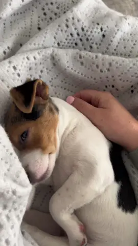 Forever love ❤️ #jackrussellterrier #jackrussell #jackrussellterrierpuppy #dogsoftiktok #dogsofinstagram #lifeisbetterwithlily #jrtlovers #puppylove #puppy #puppytiktok #puppydog #dognap #dognapping #dreamingpuppy #loveofmylife #foreverlove #babygirl #california #bayareadogs #terriers #terriersoftiktok 