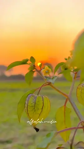 #laguhusnialmuna #fyppppppppppppppppppppppp #viraltiktok #bidangstory #liriklaguaceh @Husni Al Muna 