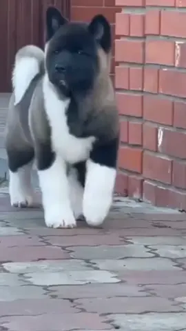 american akita #americanakita 