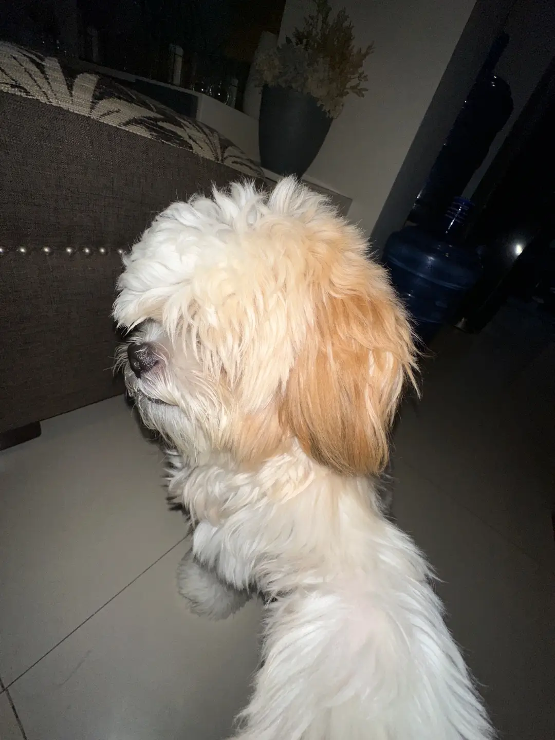 mucho .5x #fyp #dogsoftiktok 