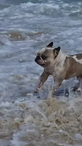 🐕 Beach doggos. Still waiting for the 1diot who would comment if the dogs gave consent to be filmed in a public place.  #fun #holiday #vacation #trending #funny #dogs 