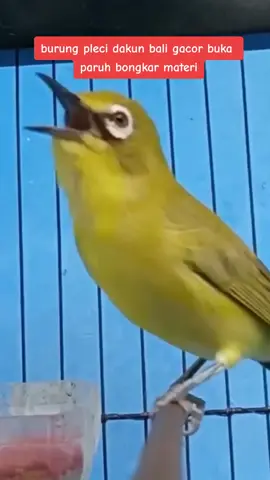 burung pleci dakun bali gacor buka paruh full materi #burung #pleci #dakbal #gacor #bukpar #full #materi #yglgiviral 