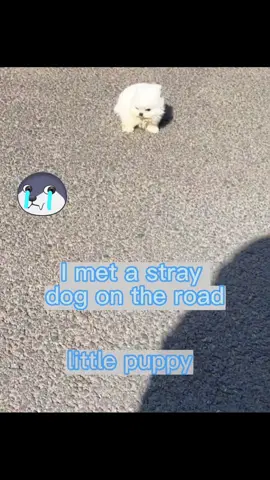#dog #dogsoftiktok #straydog #rescuedog #foryou 