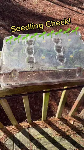 Seedling check on my bell pepper plants! 🌱🌱🌱🌱🌱🌱🌱🌱 #garden #gardening #gardening101 #gardeninghacks #gardenproject #gardentok #gardeningtips #pepper #peppers #bellpepper #seed #seedstarting #plant #plants #plantsoftiktok 