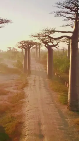 Baobabs, Madagascar #nature #fyp #beautifulview #travel #scenery #baobabs #madagascar 