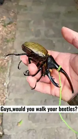 would you walk your beetles?#beetle #tiktok #foryou #insects 