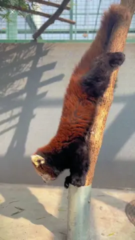 Have you ever seen a red panda go down a tree ☺️#fyp #pandas #animals #foryou #cute #redpanda 